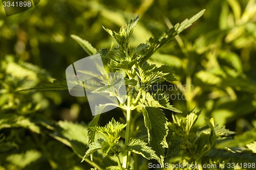 Image of nettle  