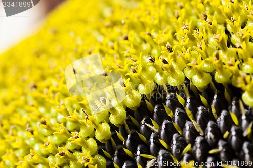 Image of sunflower  