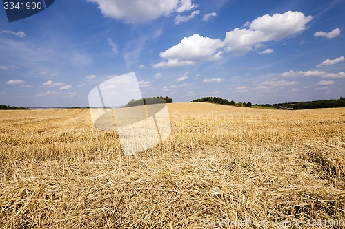 Image of slanted wheat  