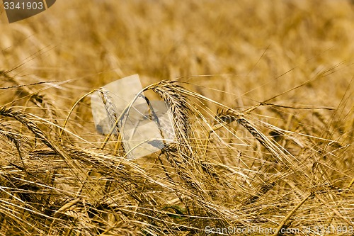 Image of ripened cereals 