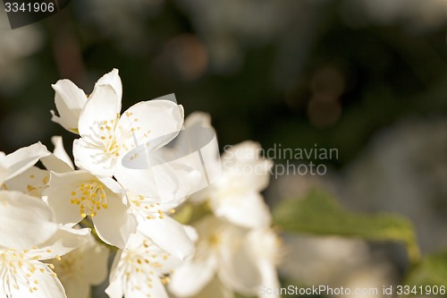 Image of jasmine flowers  