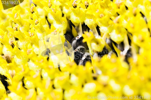 Image of sunflower  
