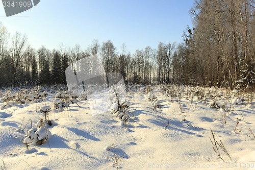 Image of fir-tree in the winter  