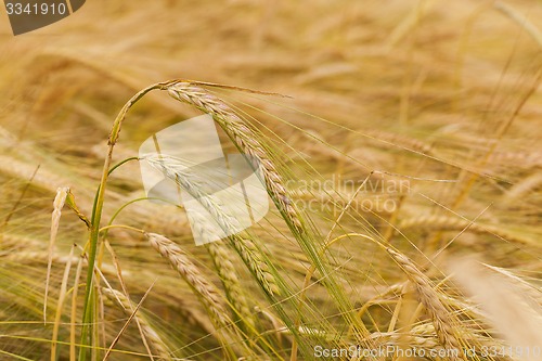 Image of ripened cereals  