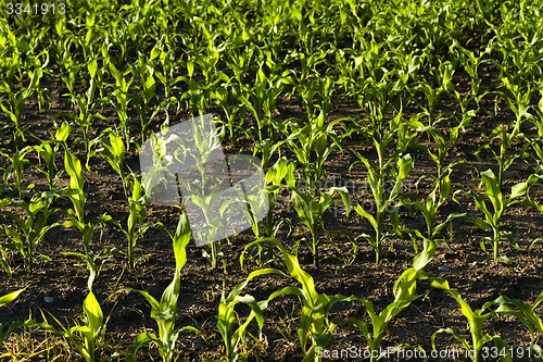 Image of corn sprouts  