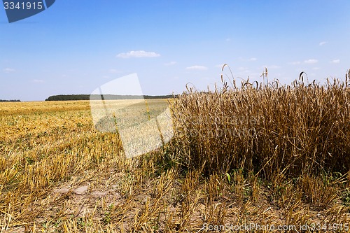 Image of harvesting  