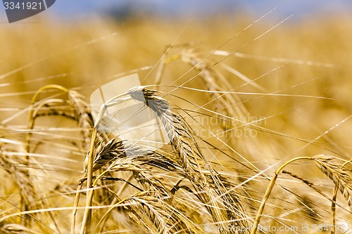 Image of ripened cereals  