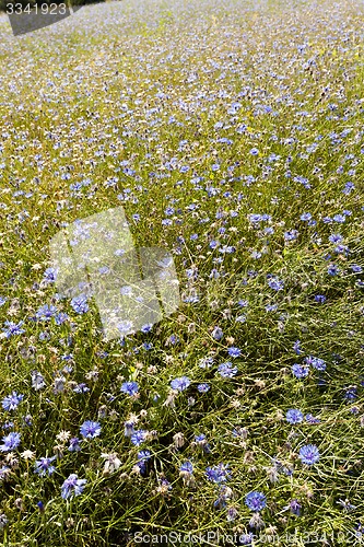 Image of cornflowers  