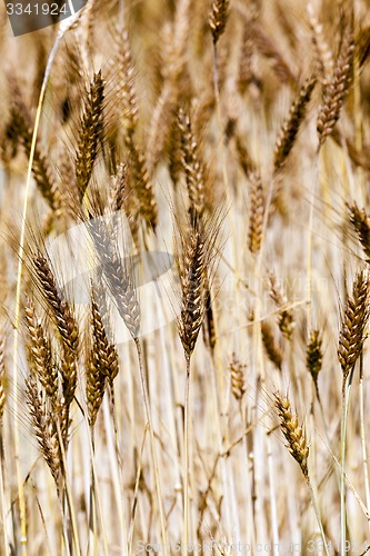 Image of ripened cereals  