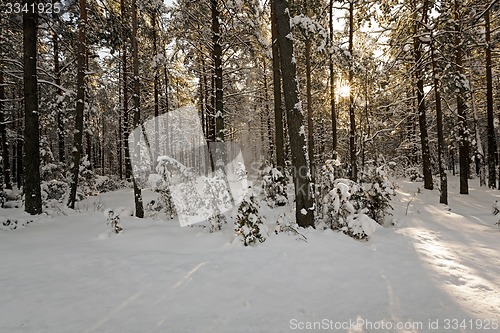 Image of winter trees 