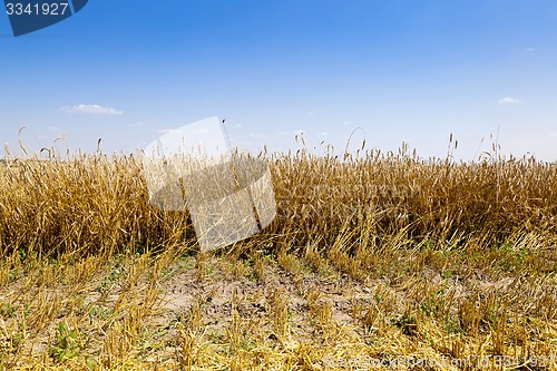 Image of harvesting  