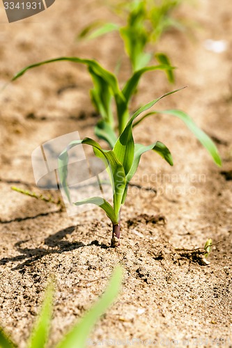 Image of corn sprout  