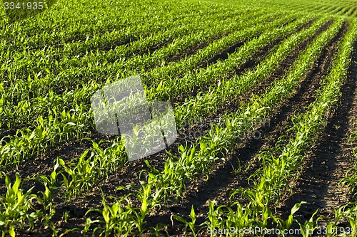 Image of young corn  