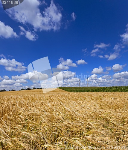 Image of wheat field  