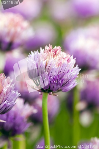 Image of garlic flower  