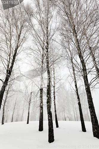 Image of winter trees  