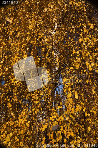 Image of trees in the fall  