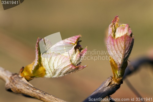 Image of grapes sprout  