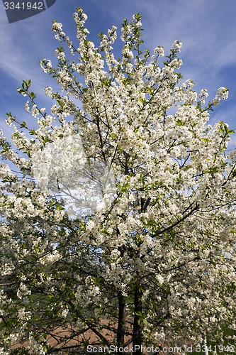 Image of the blossoming fruit-trees  