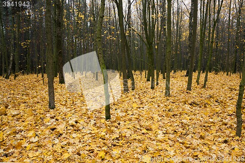 Image of the autumn wood  