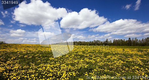 Image of dandelions  