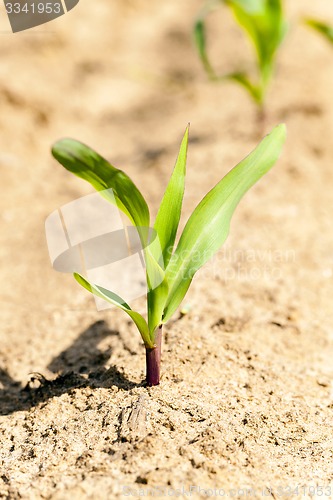 Image of corn sprout  