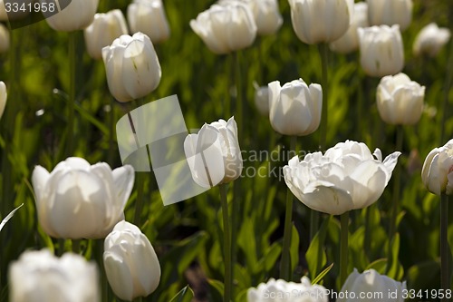 Image of white tulips  
