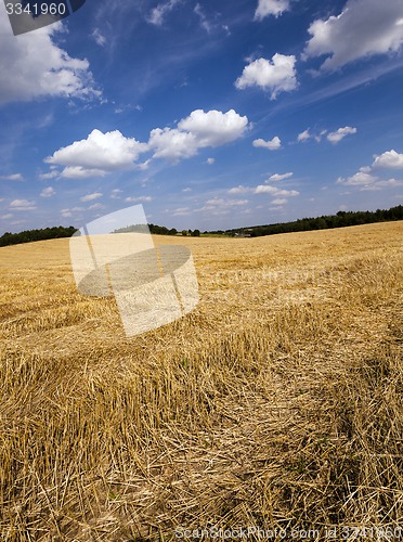 Image of slanted wheat  