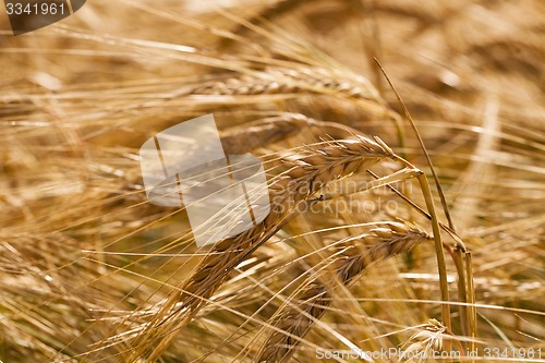 Image of ripened cereals  