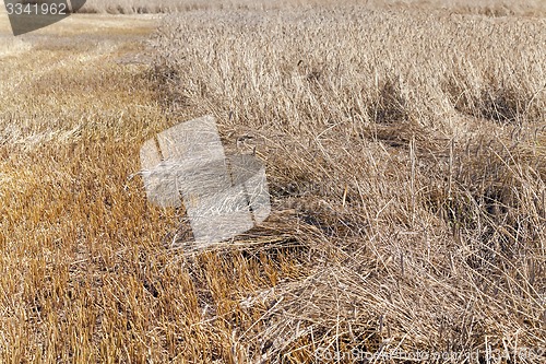 Image of the destroyed cereals  