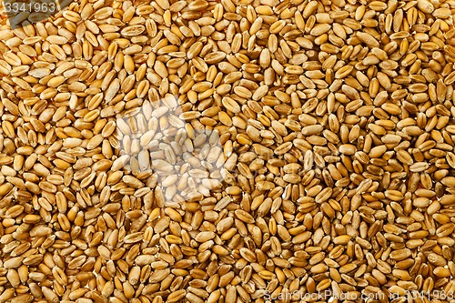 Image of wheat grains  