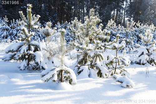 Image of fir-tree in the winter  