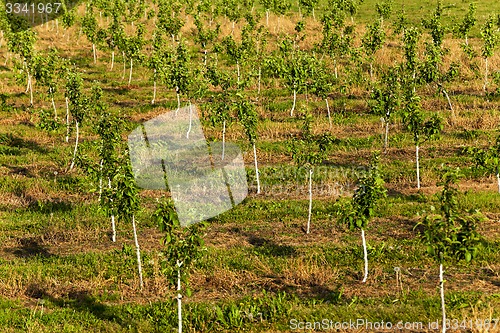 Image of young fruit-trees  