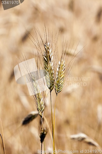 Image of ripened cereals  