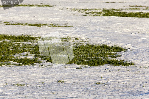 Image of sprouts of winter wheat 