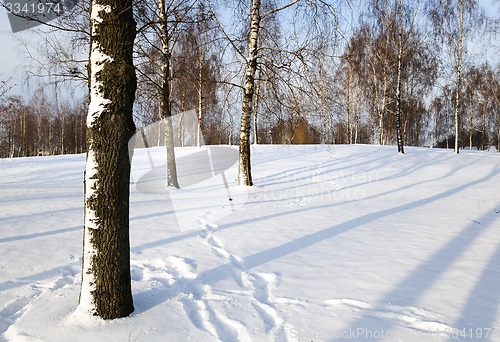 Image of birch grove in winter  
