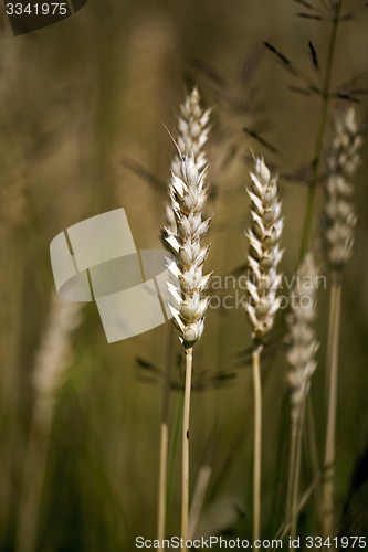 Image of cereals  