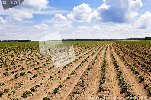 Image of agriculture
