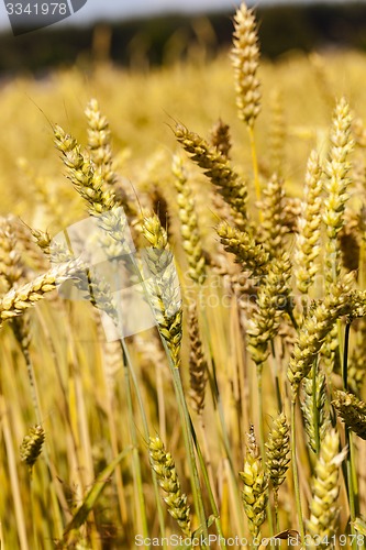 Image of ripened cereals 