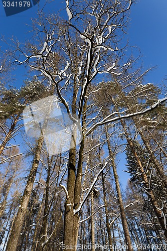 Image of winter trees  