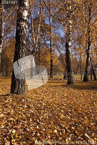 Image of the autumn wood  