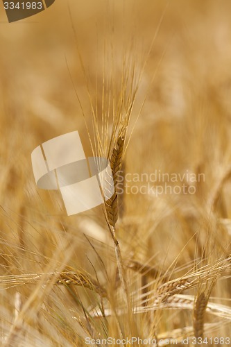 Image of ripened cereals  