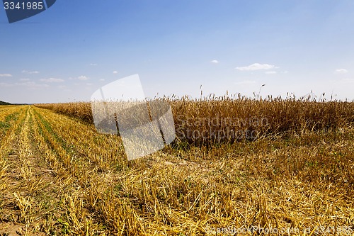 Image of harvesting  