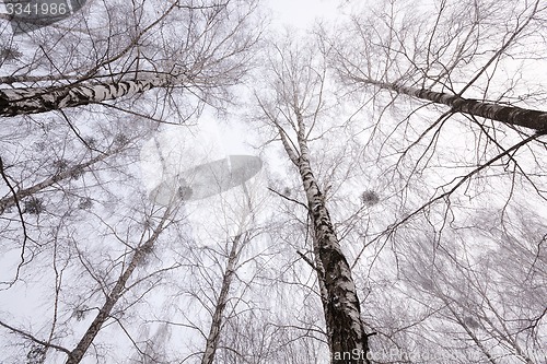 Image of winter trees 