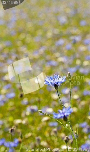 Image of cornflowers  