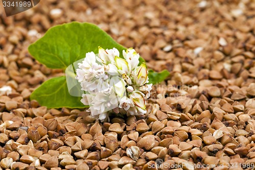 Image of buckwheat flower  