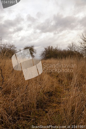 Image of dried grass 