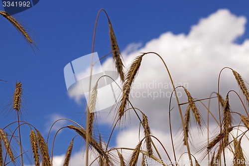 Image of wheat ears  