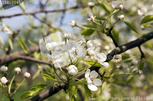 Image of the blossoming fruit-trees  