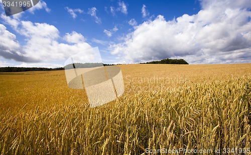 Image of wheat field  
